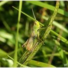 Heupferdchen im tiefen Gras 