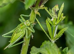 "HEUPFERDCHEN" - oder doch nicht?
