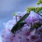 Heupferdchen zu Besuch 