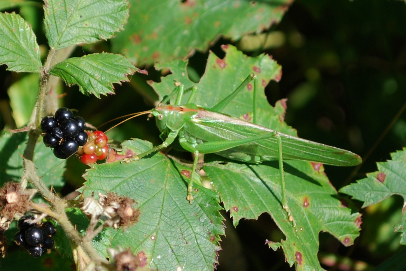 Heupferdle mit Brombeeren