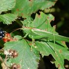 Heupferdle mit Brombeeren