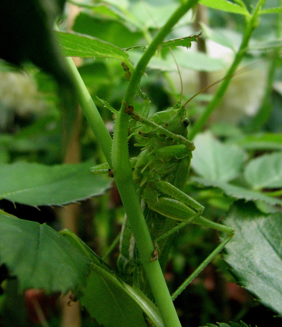 Heupfertchen