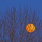 Heure bleue hivernale à la lune