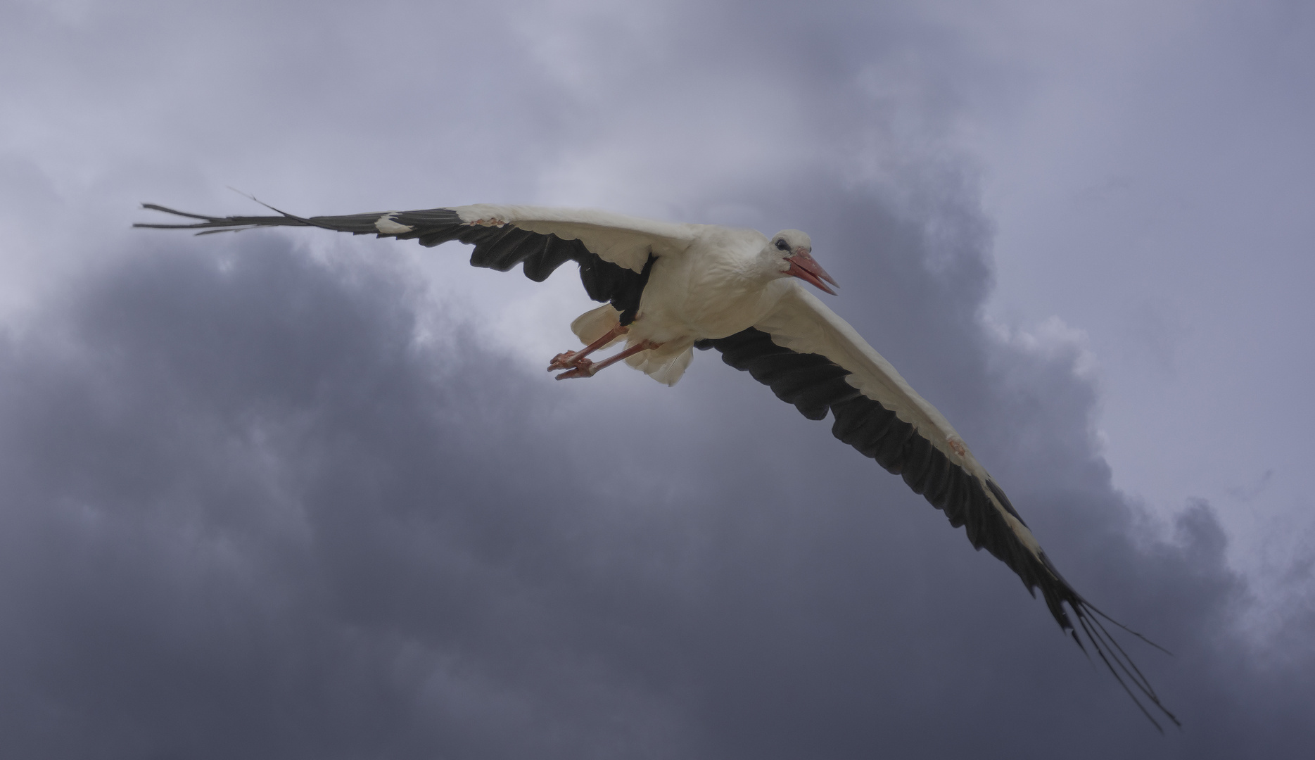 Heureuse de planer (Ciconia ciconia, cigogne blanche)