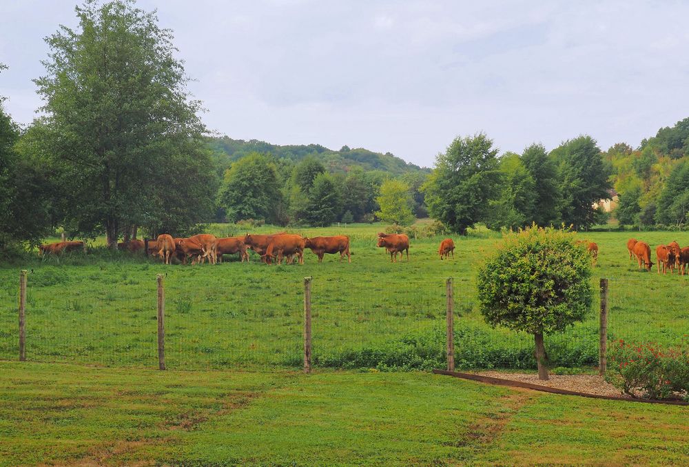 Heureuses dans leur pré