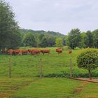 Heureuses dans leur pré