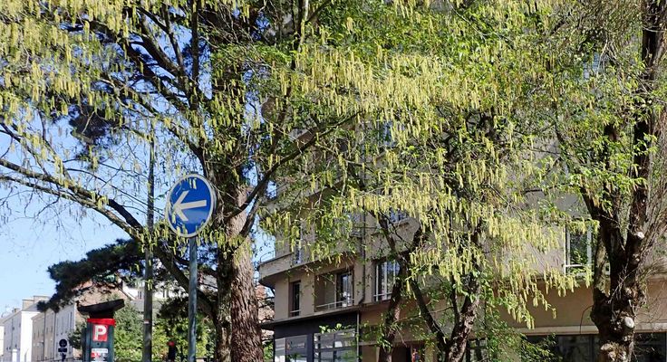 heureux comme un arbre citadin au printemps 