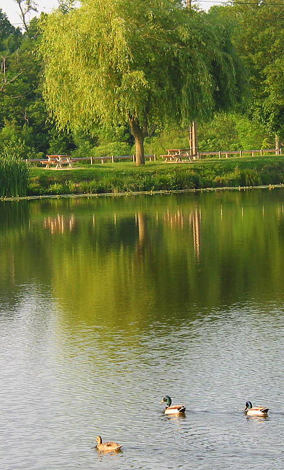 Heureux comme un canard sur l'eau