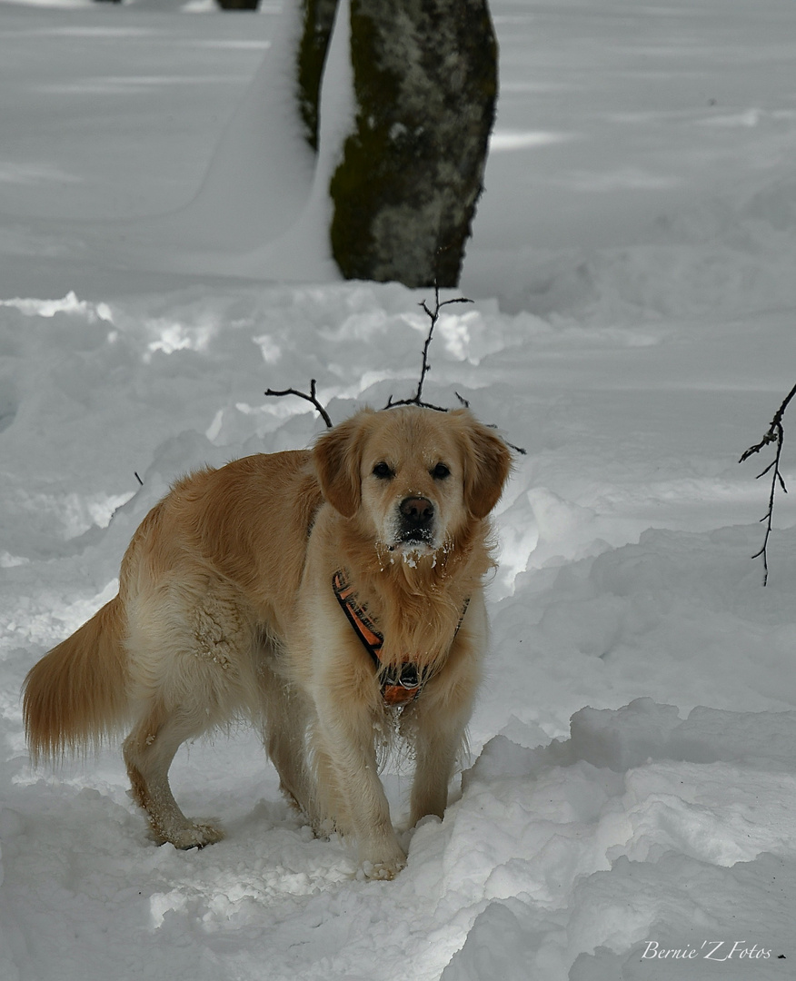 Heureux dans la neige