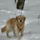 Heureux dans la neige