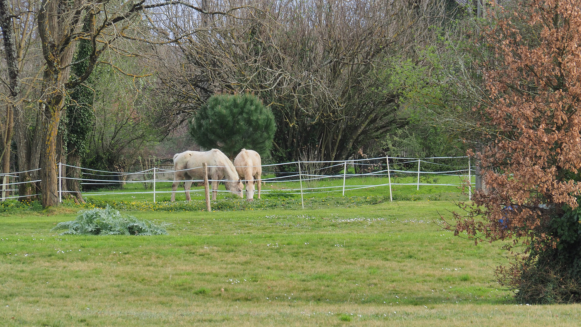 Heureux dans leur pré en toutes saisons.