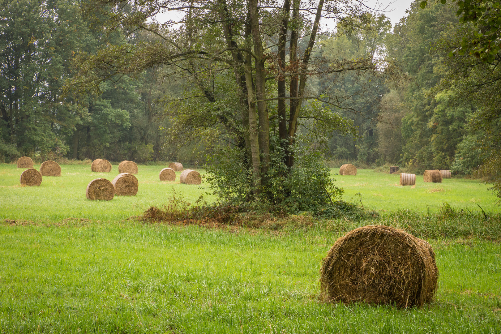 Heurollen - Lehde/Spreewald