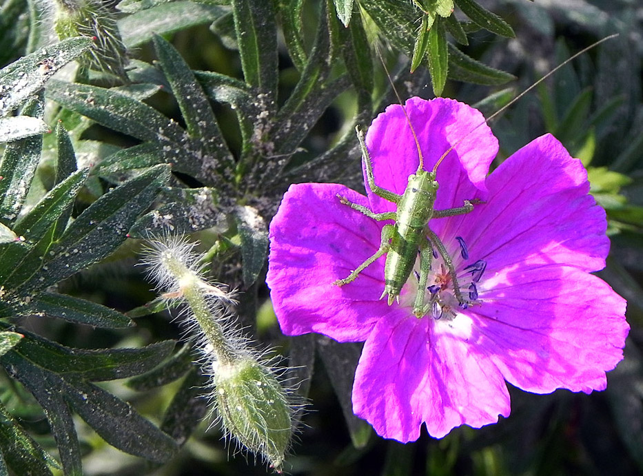 Heuschreck auf Blume