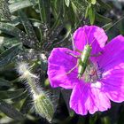 Heuschreck auf Blume