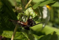 Heuschreck frißt Libelle