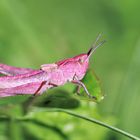 Heuschreck in Rosa.