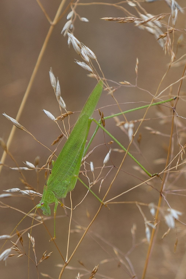 Heuschrecke