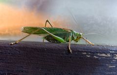 Heuschrecke (29 Bilder)