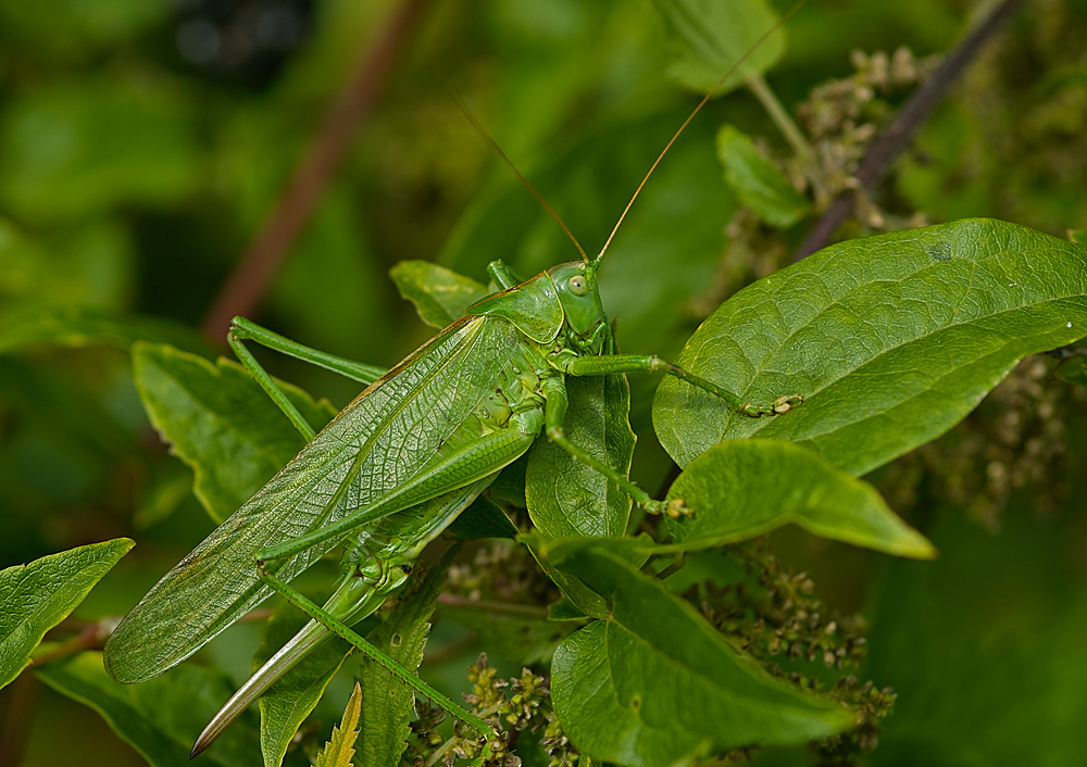 Heuschrecke