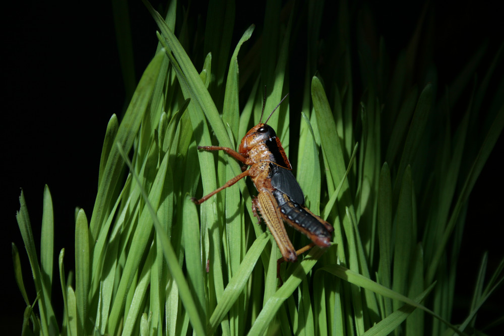 Heuschrecke von Alex-FotoGRAF 