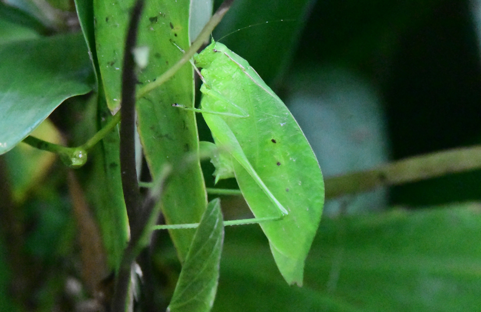 Heuschrecke als Blatt