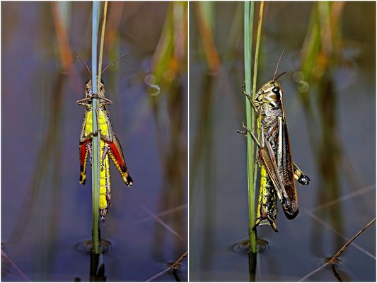 Heuschrecke am Halm im Wasser