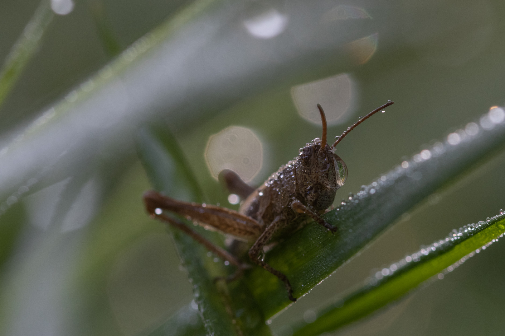 Heuschrecke am morgen