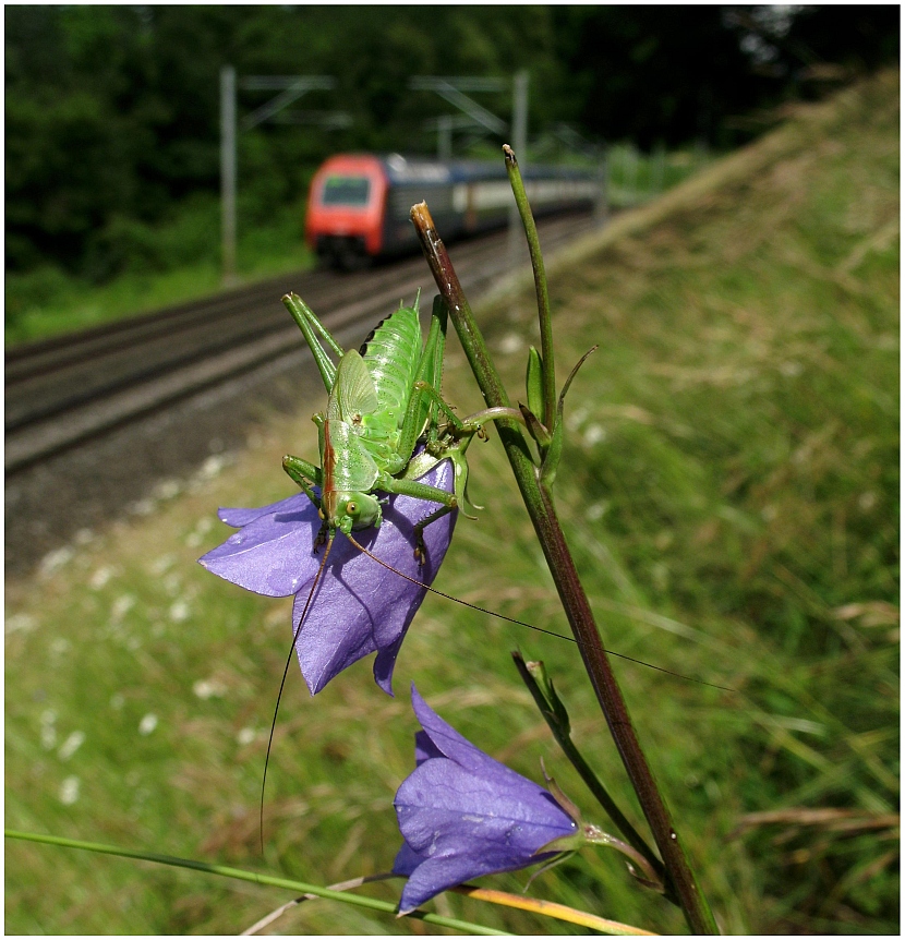 Heuschrecke an der Bahnstrecke