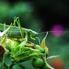 Heuschrecke an einer unreifen Hagebutte