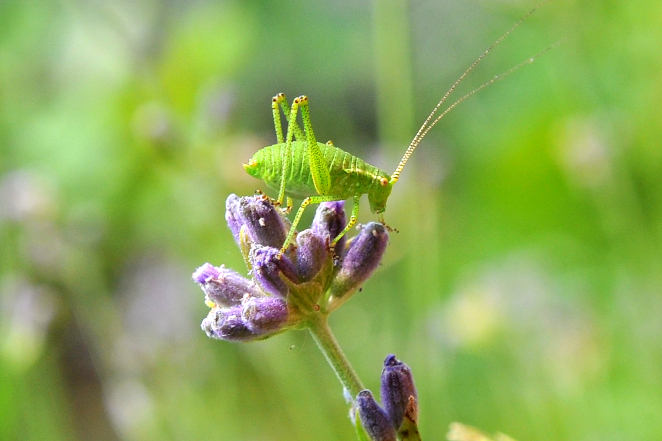 Heuschrecke an Lavendel