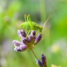 Heuschrecke an Lavendel