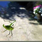 Heuschrecke an meinem Autofenster