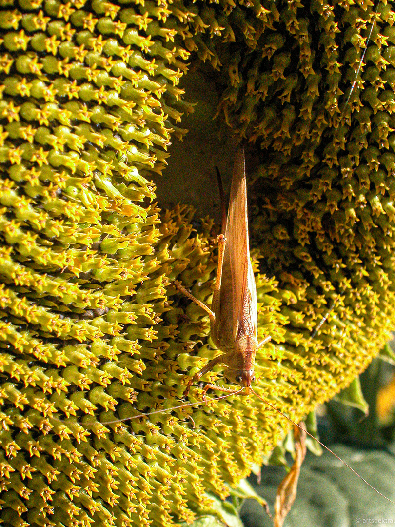 Heuschrecke an Sonnenblume