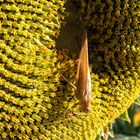 Heuschrecke an Sonnenblume