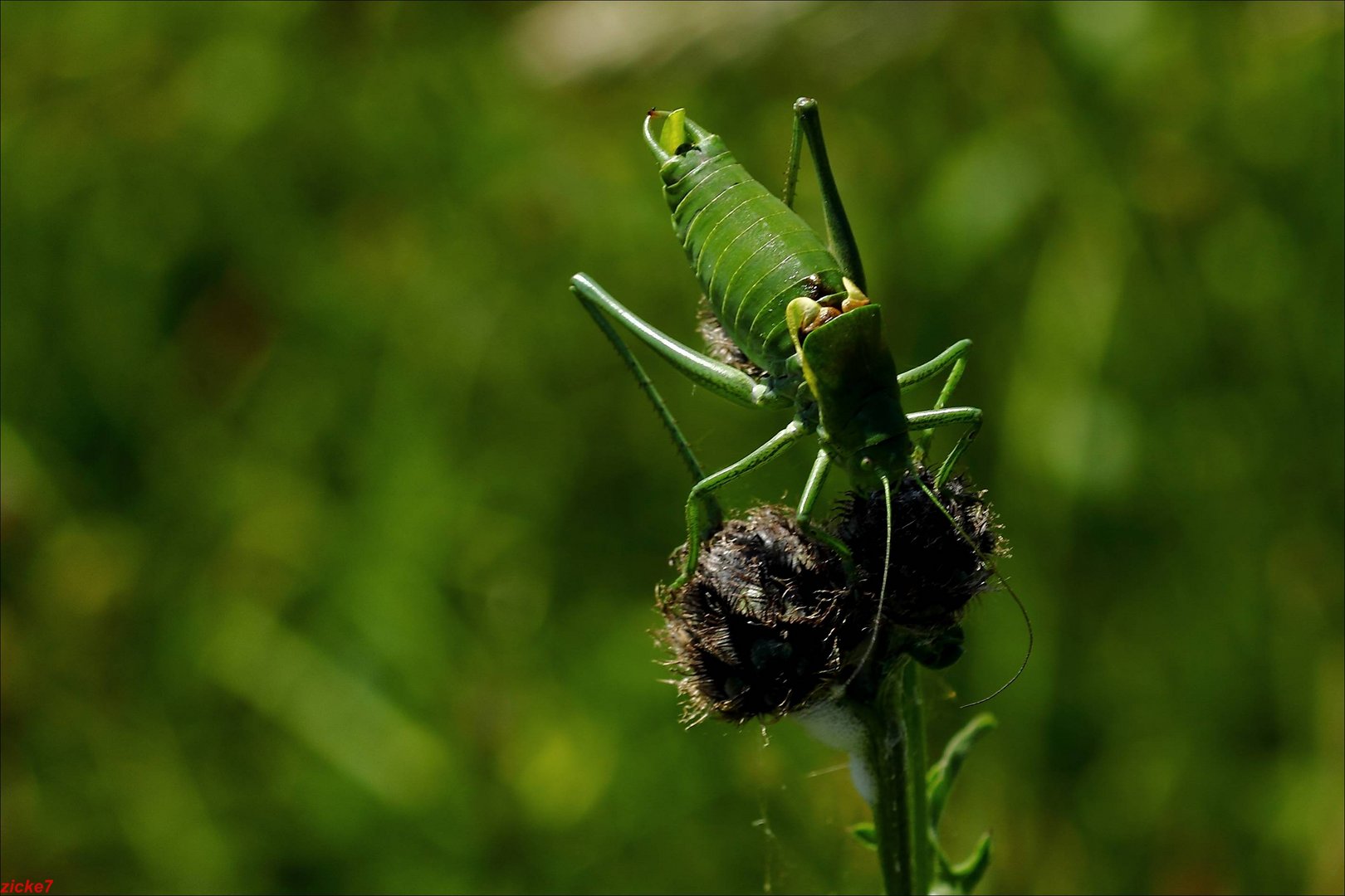 Heuschrecke auf abgeblühter Blume