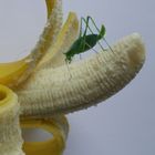 Heuschrecke auf Banane