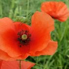 Heuschrecke auf Besuch beim Mohn