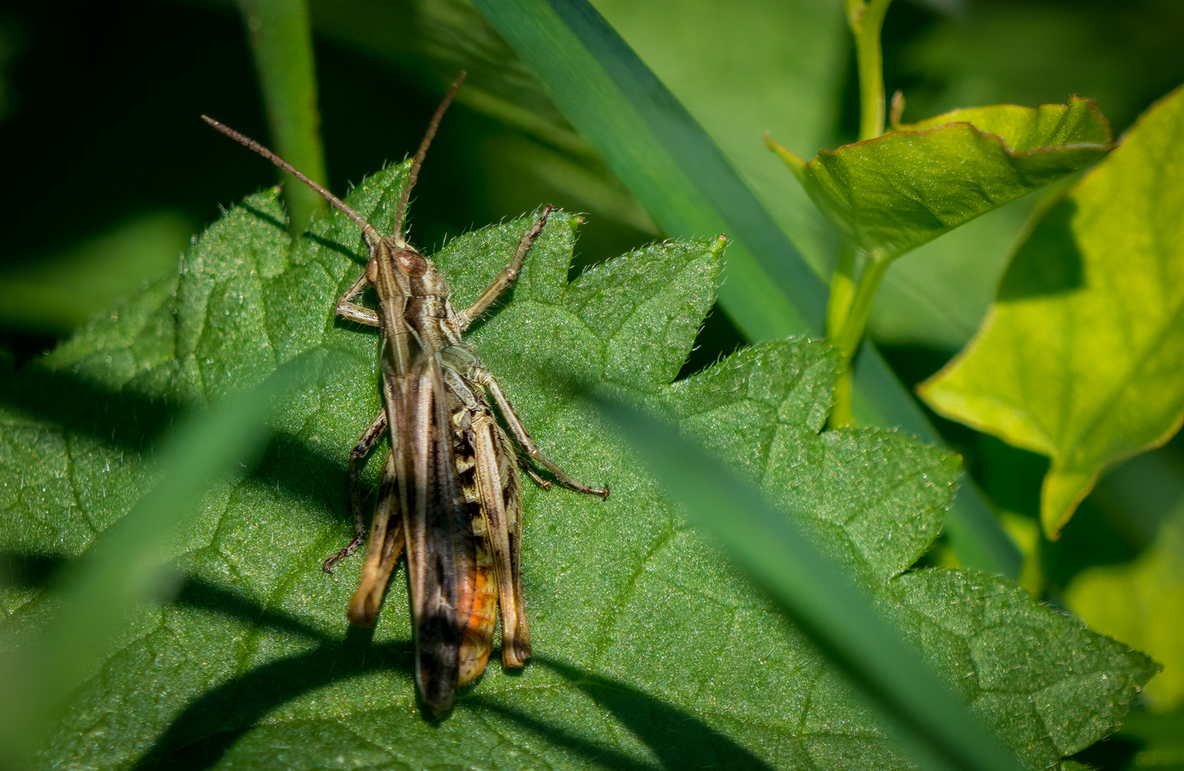 Heuschrecke auf Blatt