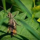 Heuschrecke auf Blatt