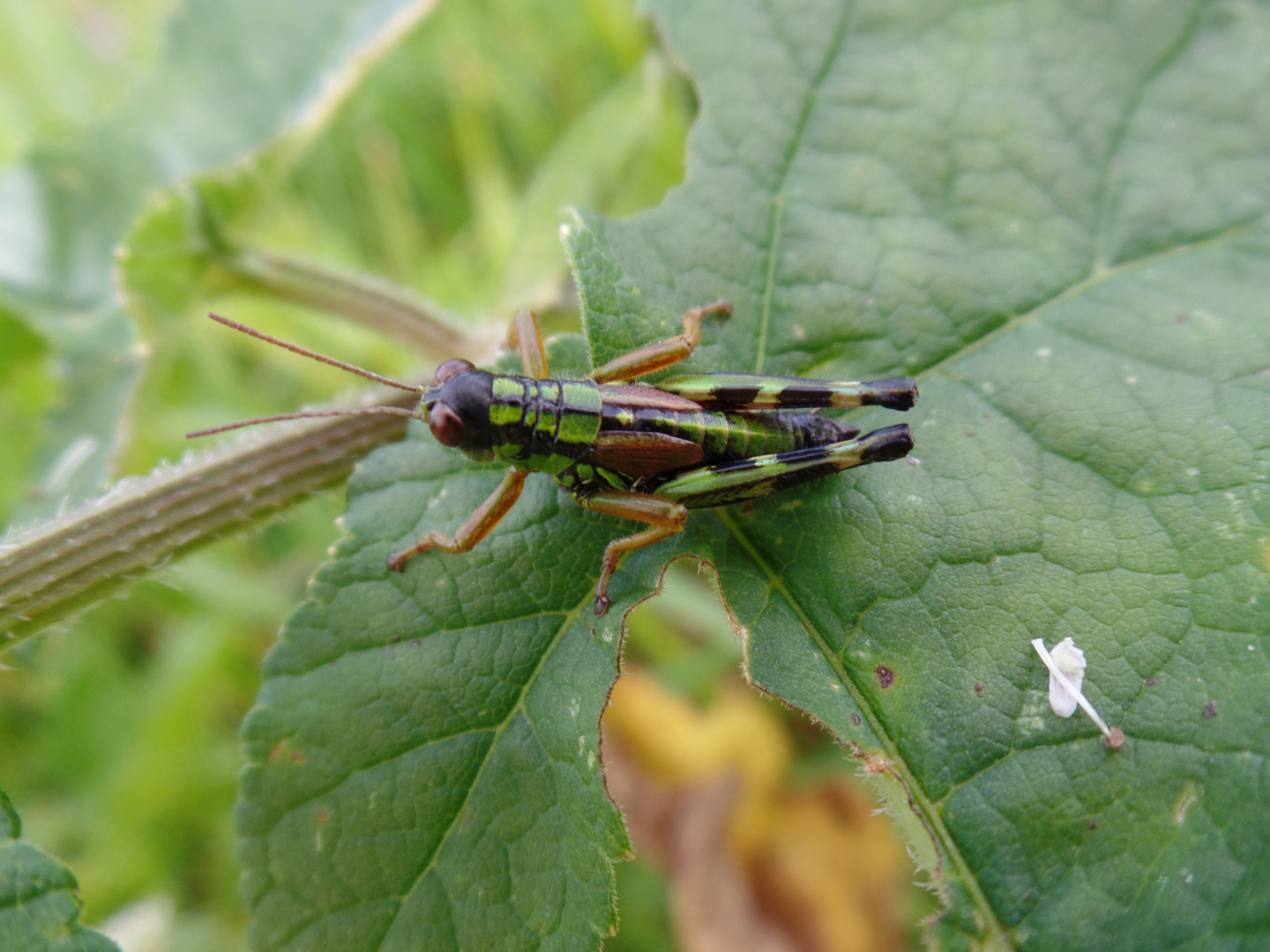 Heuschrecke auf Blatt!