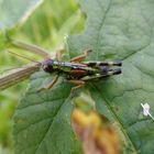 Heuschrecke auf Blatt!