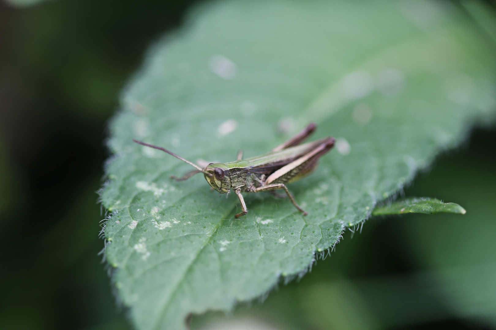 Heuschrecke auf Blatt