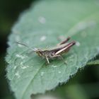 Heuschrecke auf Blatt