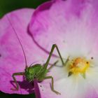 Heuschrecke auf Blüte