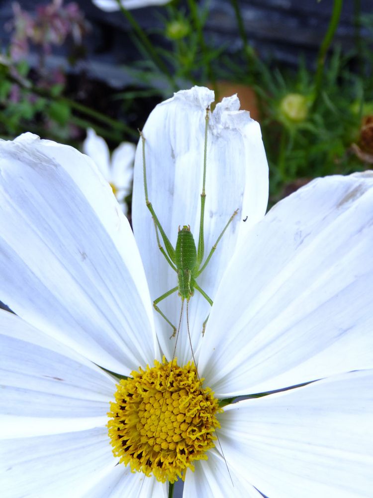 heuschrecke auf blüte