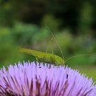 Heuschrecke auf Blüte