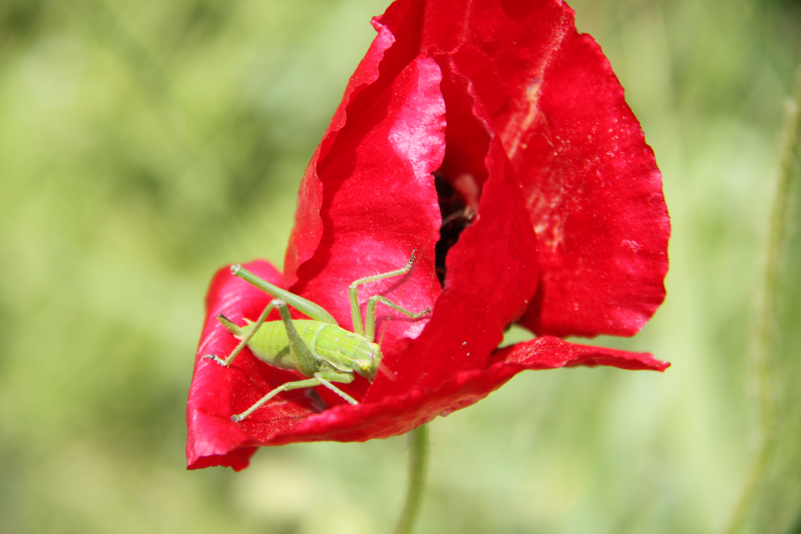 Heuschrecke auf eine Mohnblüte