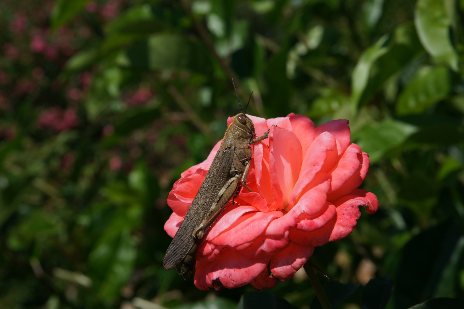 Heuschrecke auf einer Rose