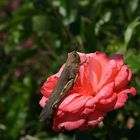 Heuschrecke auf einer Rose