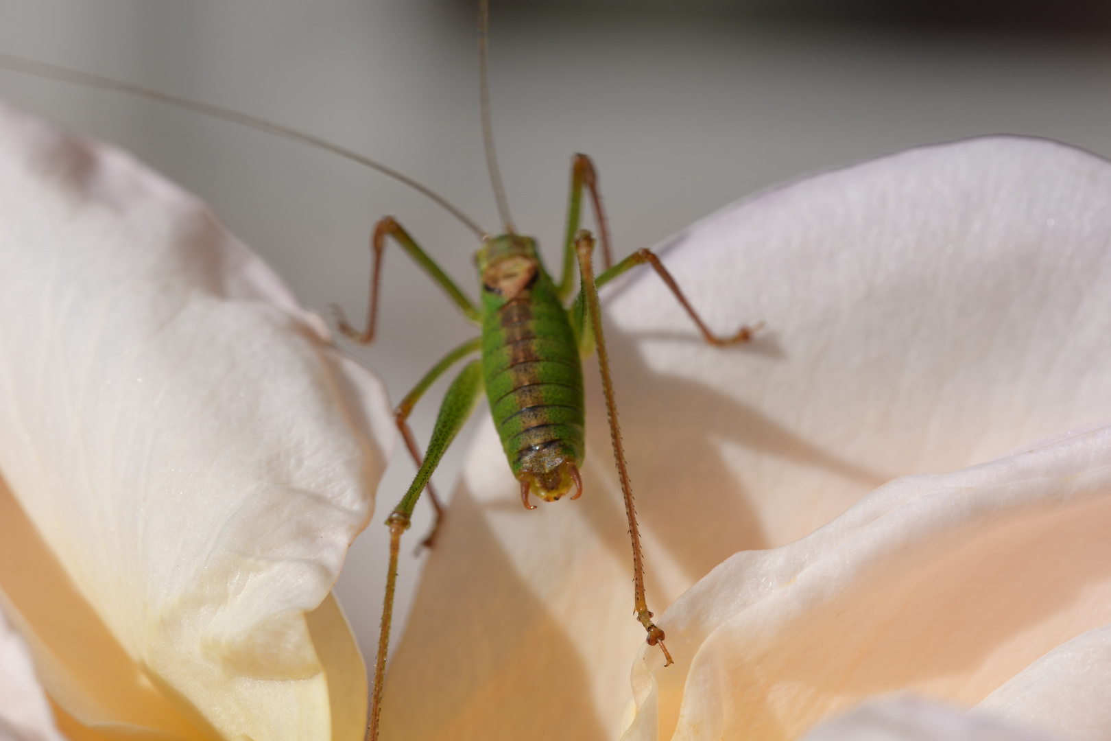 Heuschrecke auf einer Rose